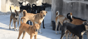 ศาลสูงอินเดียแก้ไขคำสั่ง – สุนัขจรจัดกว่า 1 ล้านตัวในนิวเดลีได้เสรีภาพคืน