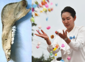 เปิดความจริงเครื่องราง “กรามหมู” เครื่องรางที่ “อาจารย์เจน ญาณทิพย์” อ้างว่าหายากและมีพลังเฉพาะ