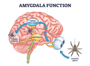 การออกกำลังกาย: อาวุธลับสำหรับการพิชิต “อามิกดาลา  (Amygdala)” และลดความเครียดเรื้อรัง