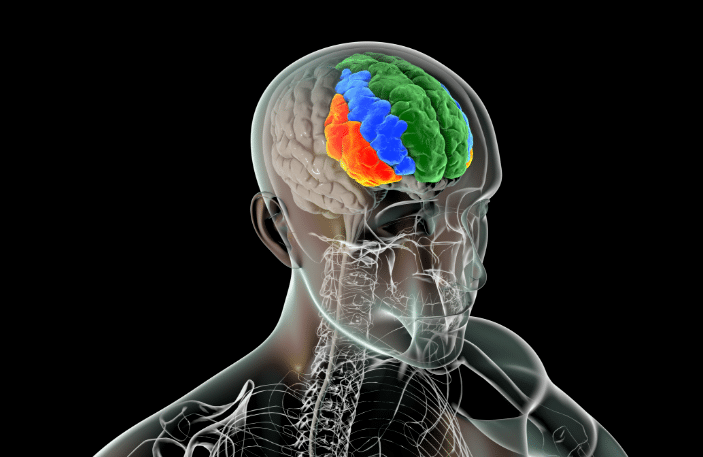 การออกกำลังกายปลดล็อกศักยภาพสมอง Prefrontal Cortex เพิ่มประสิทธิภาพการคิดและควบคุมอารมณ์